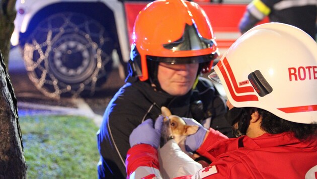 Feuerwehr und Rettung mit einem der geretteten Hunde, die mit Sauerstoff versorgt werden mussten. (Bild: FF Hart)