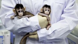 Die Affen wurden "Zhong Zhong" und "Hua Hua" getauft. (Bild: AP)