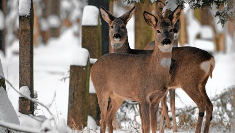 Der alte jüdische Teil auf dem Zentralfriedhof ist ein außergewöhnliches Naturrefugium. (Bild: Popp-Hackner photography)