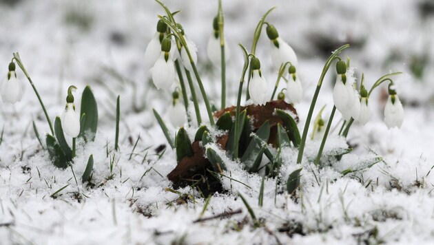 Bis in viele Täler schneite es am Montag (Symbolbild). (Bild: dpa/Angelika Warmuth)
