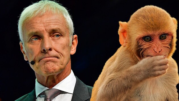 VW-Chef Matthias Müller findet die Abgastests mit Affen "unethisch und abstoßend". (Bild: AFP, stock.adobe.com, krone.at-Grafik)