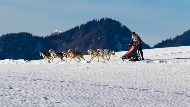 Manuela Petutschnig nimmt mit sechs Hunden in Mauterndorf teil. (Bild: Petutschnig)