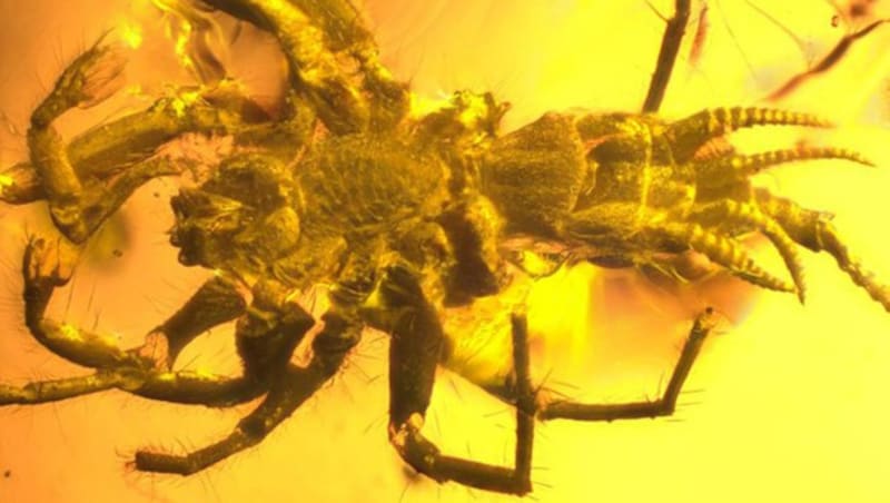 Die Spinne im 100 Millionen Jahre alten Bernsteinstück (Bild: University of Kansas)