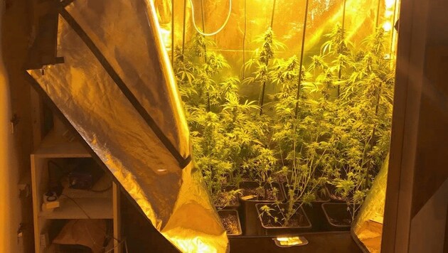 Die Cannabis-Plantage im Schlafzimmerschrank. (Bild: Landespolizeikommando Salzburg)