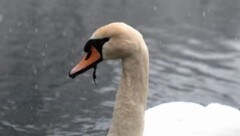 Ein Schwan sorgte in der vergangenen Woche in Gaißau und Höchst für Aufregung.  (Bild: Wallner Hannes/Kronenzeitung)