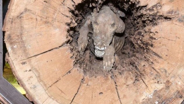 "Stuckie" steckt seit über 50 Jahren in einem Baum fest. (Bild: twitter.com/Southern Forest World)