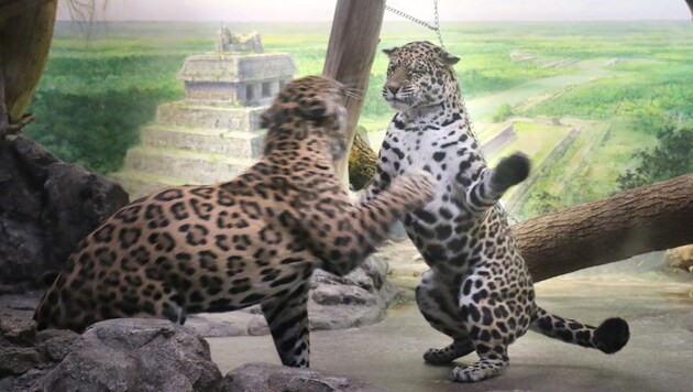 Erstes Kennenlernen der Jaguare (Bild: Zoo Salzburg)