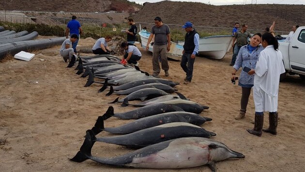 33 Delfine konnten gerettet werden, 21 verendeten. (Bild: twitter.com)