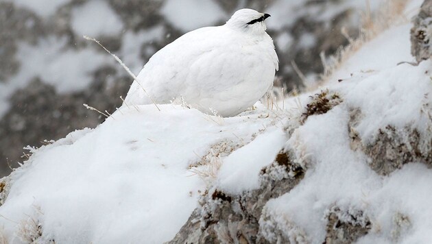 Schneehuhn mit weißem Federkleid auf einem Felsen (Bild: APA/dpa/Nicolas Armer)