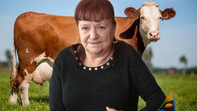 Maria Brückl wurde von einer Kuh attackiert. (Bild: stock.adobe.com, Peter Tomschi, krone.at-Grafik)