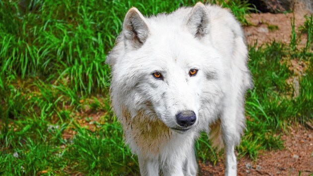 Könnte schon bis nach Slowenien marschiert sein: Wolf "Anuk" (Bild: Alexander Klünsner)