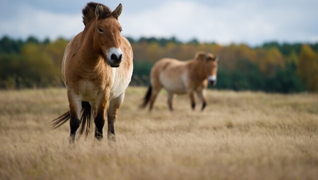 Zwei Przewalski-Pferde grasen im Naturschutzgebiet im ostdeutschen Groß Schönebeck. (Bild: AFP)