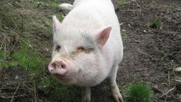 Hängebauchschwein „Molly“ wurde von seinen neuen Besitzern geschlachtet. (Bild: Twitter.com)