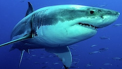 Ein Weißer Hai im Ozean (Bild: stock.adobe.com, krone.at-Grafik)