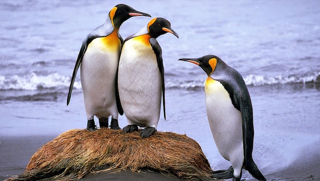 Königspinguine (Bild) sind eine von fünf Pinguinarten auf den Falklandinseln (Bild: Robin Cristofari)