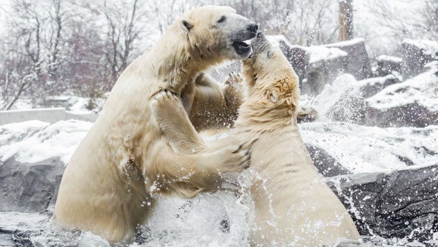 Die Eisbären „Lynn“ und „Ranzo“ im Tiergarten Schönbrunn (Bild: APA/DANIEL ZUPANC)