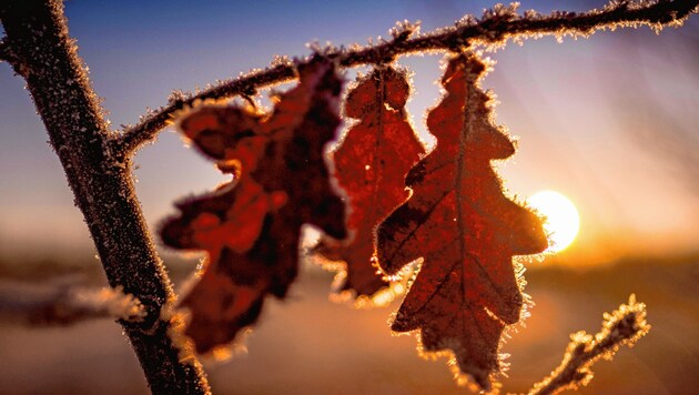 Die Kältewelle liefert auch traumhafte Fotos aus der Natur. (Bild: AFP)