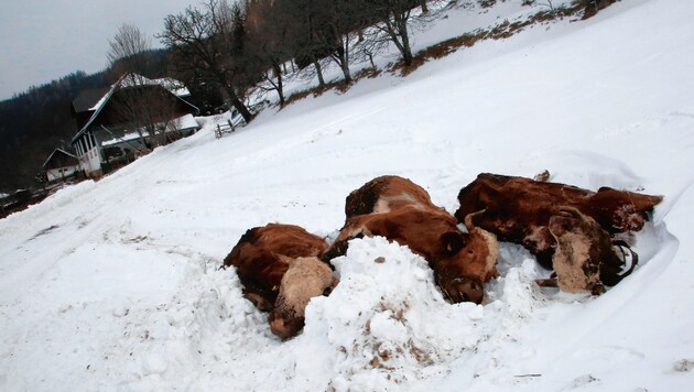 Die Kühe sind sicher nicht am gleichen Tag gestorben. (Bild: Rojsek-Wiedergut Uta)