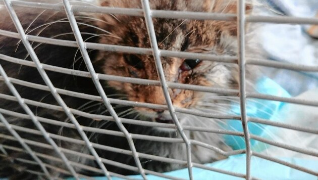 Die erst rund sechsmonatige Streunerkatze „Bella“ starb, nachdem sie eingefangen wurde, an den Folgen der Kälte. (Bild: Wir fürs Tier)