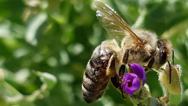 Ein fleißiges Bienchen - bald werden die tapferen Bestäuber wieder unterwegs sein und sich hoffentlich nicht verirren. (Bild: Werner Pöchinger und Henrike Hein)