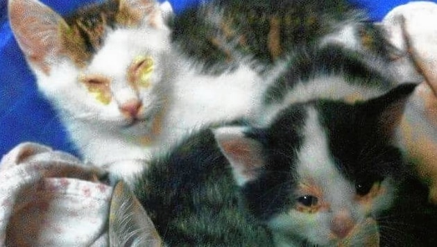 Verpickte Augen, erbärmlicher Zustand: steirisches Katzenleid (Bild: Bild ohne Text)