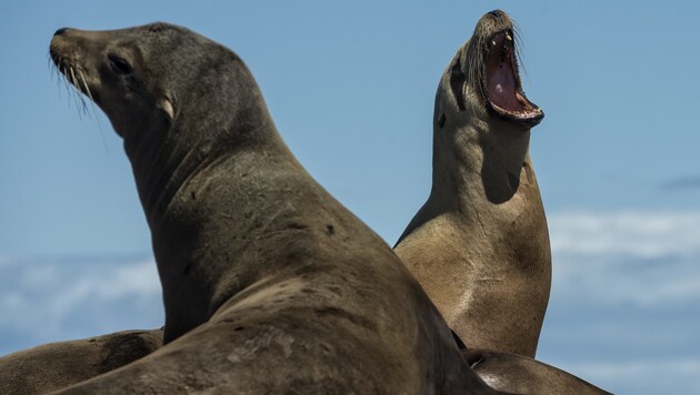Seelöwen können besonders zur Bruftzeit sehr laut sein. (Bild: AFP (Symbolbild))