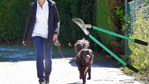 Weil ein Hund gegen den Gartenzaun urinierte, drohte die Bewohnerin dem Frauerl mit einer Gartenschere (Symbolfoto). (Bild: Markus Tschepp)