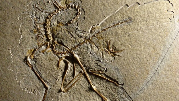 Ein versteinertes Exemplar des Urvogels Archaeopteryx (Bild: APA/Bayerische Staatssammlung für Paläontologie und Geologie/Tischlinger)