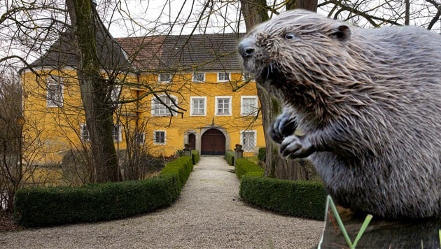 Biber machen dem Schloss Zeileis in Gallspach zu schaffen - und dürfen nun gejagt werden. (Bild: Wenzel, DPA Felix Heyder)