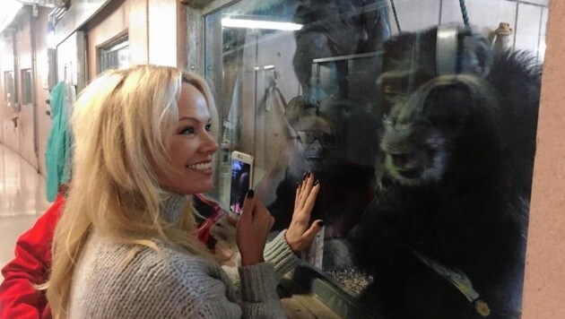 Keine PR-Show: Pamela Anderson besuchte Affen-Refugium. (Bild: Gut Aiderbichl)