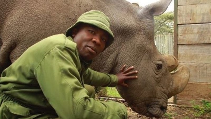 Der Nashorn-Bulle „Sudan“ (Bild: twitter.com)