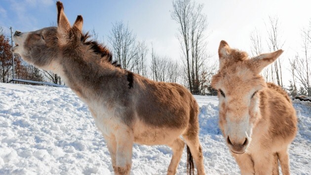 Auch die beiden Esel „Pauli“ und „Emil“ werden bald auf dem weitläufigen Areal in Stockerau einziehen. (Bild: Öst. Tierschutzverein)