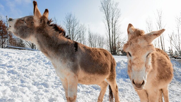Auch die beiden Esel „Pauli“ und „Emil“ werden bald auf dem weitläufigen Areal in Stockerau einziehen. (Bild: Öst. Tierschutzverein)