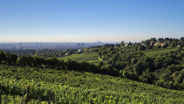 176 der 456 bäuerlichen Betriebe in Wien widmen sich dem Weinbau. (Bild: ©sven h - stock.adobe.com)
