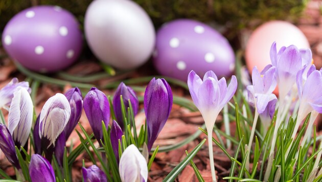 Am Wochenende der Karwoche sollen die Temperaturen wieder steigen. Nester können dann wohl im Freien versteckt werden. (Bild: stock.adobe.com)