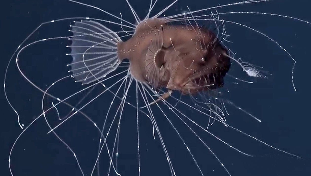 In 800 Meter Tiefe - Erstmals lebenden Tiefsee-Anglerfisch gefilmt