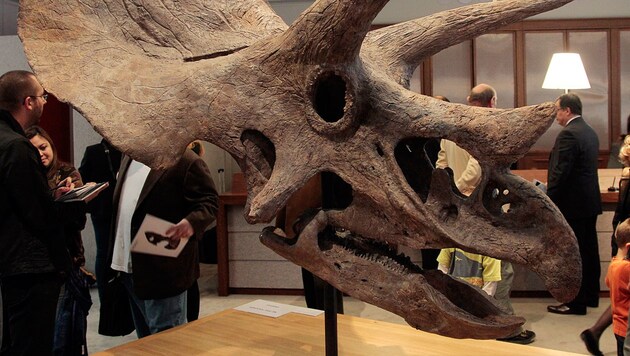 Der knöcherne Kopf eines Triceratops (Bild: AFP/JacquesDemarthon)