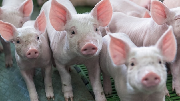 Die Schweinehaltung soll in Österreich endlich verbessert werden. (Bild: APA/dpa/Daniel Maurer)