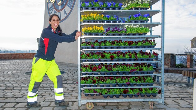 50 Stadtgärtner sorgen dafür, dass mehr als 100.000 Frühlingsblumen in Graz erblühen. 350.000 Euro investiert die Stadt. (Bild: Foto Fischer)