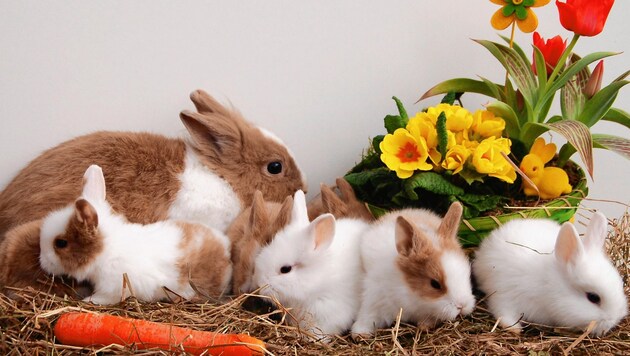 Wenn man keinen geeigneten Platz für Kaninchen hat, sollte man ein Stofftier kaufen. (Bild: unbekannt)