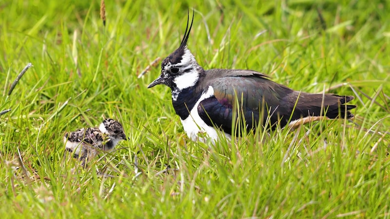 The lapwing population has grown significantly in recent years. (Bild: Gertjan Hooijer)