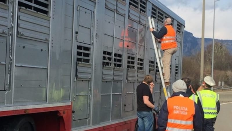 Kontrolle eines ausländischen Tiertransporters durch die Exekutive und Amtsärzte (Bild: LPD Kärnten)