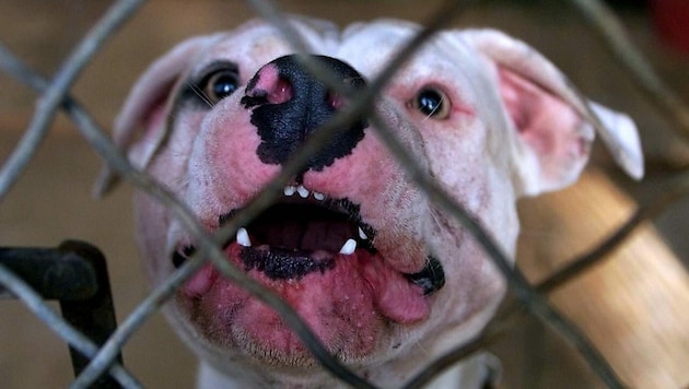 Ein American Staffordshire Terrier (Bild: EPA/APA/Derrick Ceyrac/AFP)