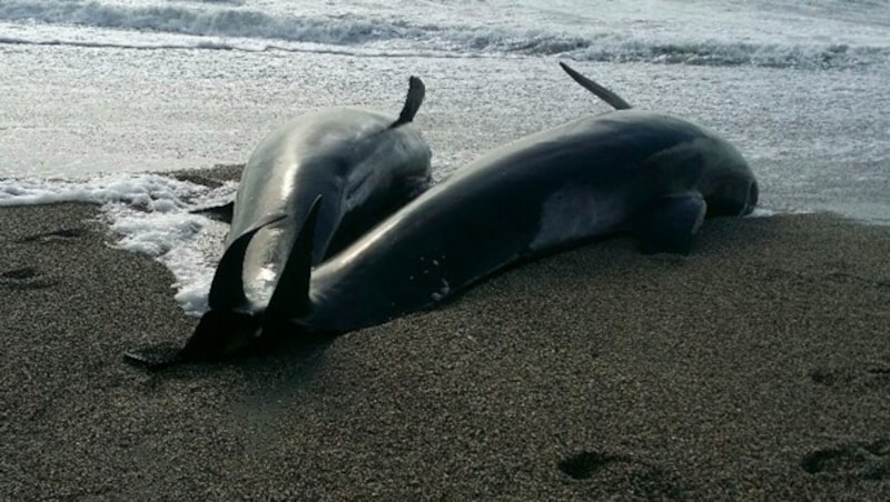 Zwei der toten Grindwale (Bild: Department of Conservation NZ)