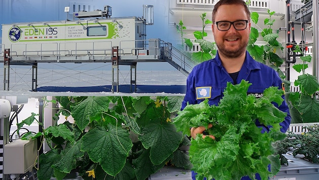 DLR-Forscher Paul Zabel mit dem ersten geernteten Salat (Bild: DLR (CC-BY 3.0), krone.at-Grafik)