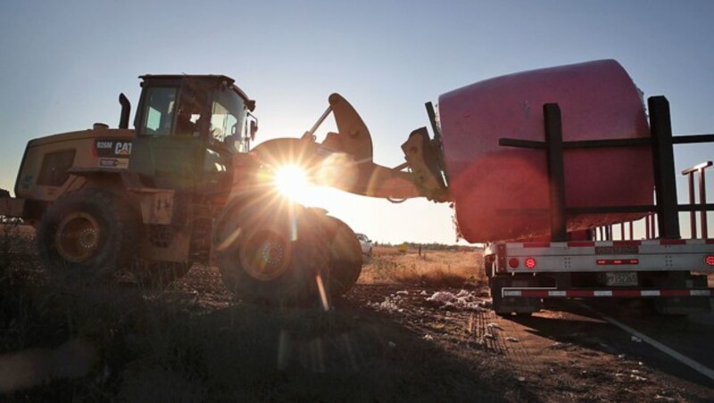 Baumwollernte im US-Staat Missouri (Bild: APA/AFP/GETTY IMAGES/SCOTT OLSON)