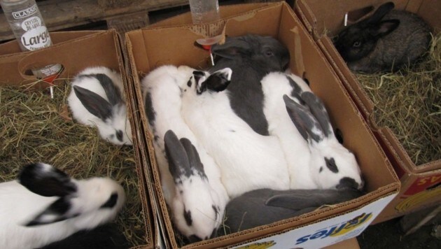 Kaninchen, zusammengepfercht in einem Karton. (Bild: VGT)