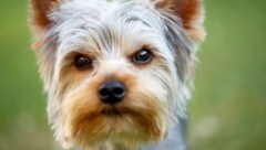 Yorkshire Terrier (Symbolbild) (Bild: stock.adobe.com, krone.at-Grafik)