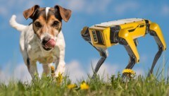 (Bild: Boston Dynamics, stock.adobe.com, krone.at-Grafik)