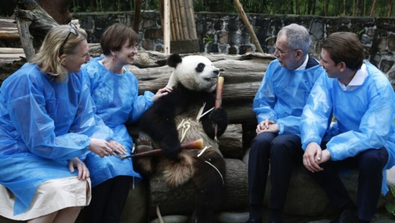 Von links: Außenministerin Karin Kneissl, Präsidenten-Gattin Doris Schmidauer, Bundespräsident Alexander Van der Bellen und Bundeskanzler Sebastian Kurz im Panda-Park (Bild: BUNDESKANZLERAMT/DRAGAN TATIC)